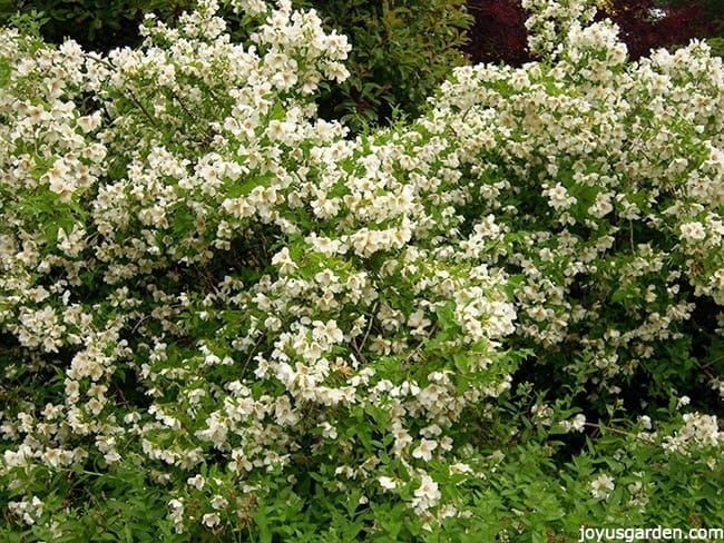 a shrub covered in white flowers this is a philadelphus 