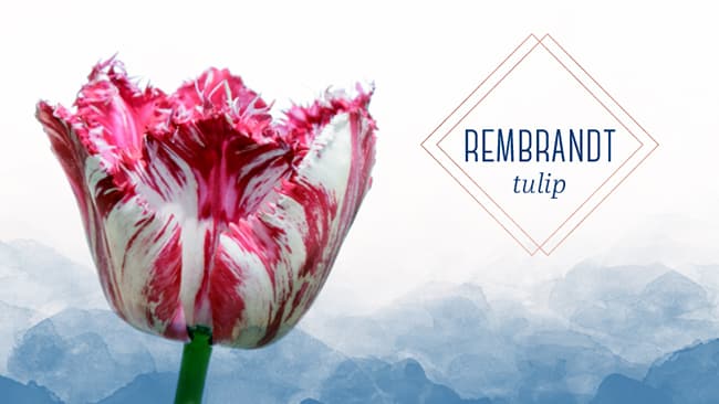 A tulip that looks like a painting the rembrandt Tulip