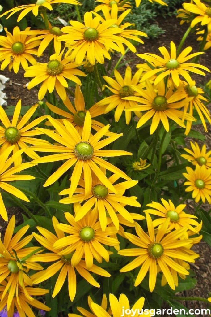 Close up of a bright yellow rudbeckia irish eyes in full bloom in a garden.