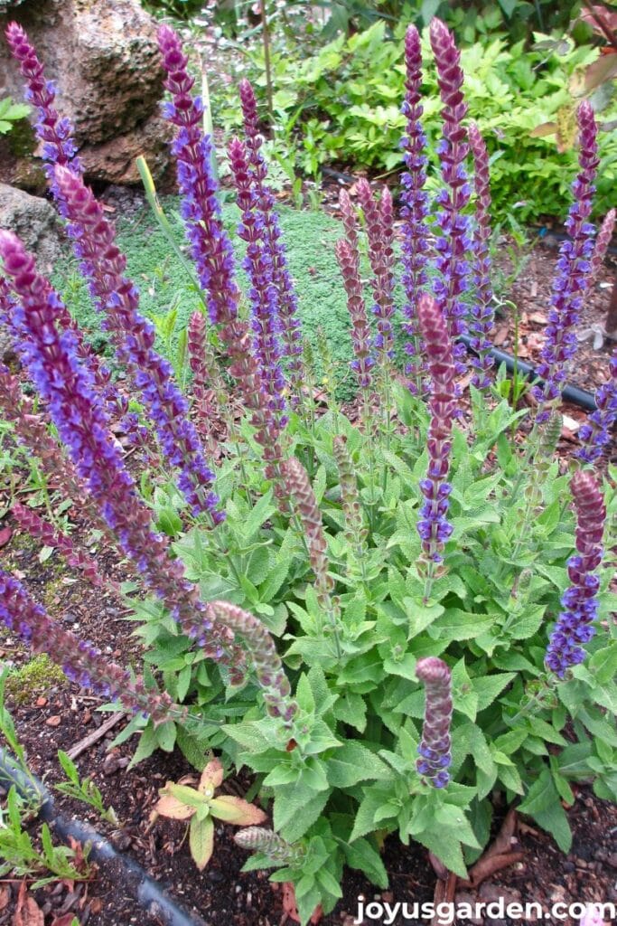 A salvia nemerosa may night with deep blue flowers blooms in a garden in northern california.