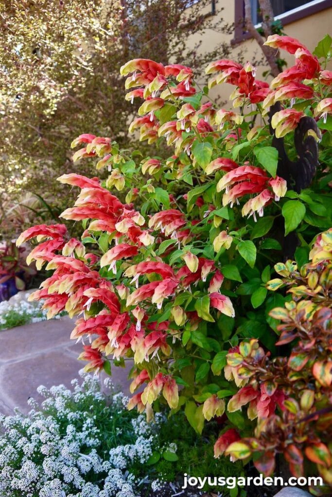 Close up of a shrimp plant in full bloom in a garden in santa barbara ca