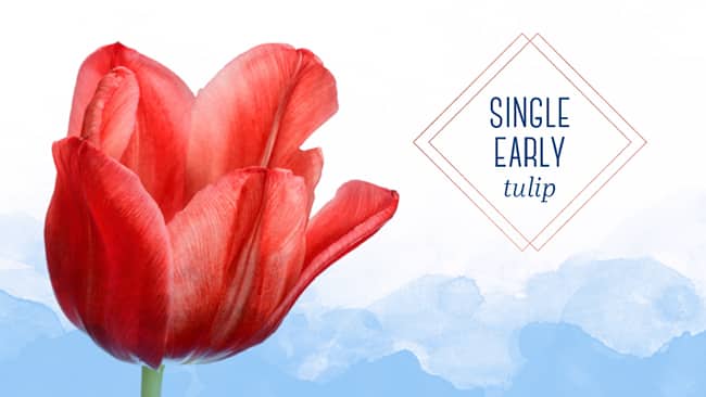 Tulip Types single-early-tulip-
