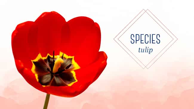 Types of tulips: The classic species tulip