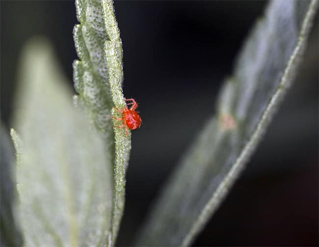 close up o9f a red spider mite on a leaf