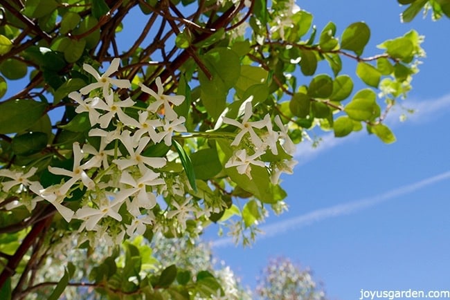 Looking up into a cluster of star shaped star jasmine flowers against a bright blue sky.
