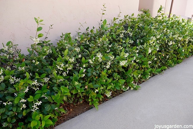 Star jasmine in flower trained as a low hedge planted next to sidewalk pathway and up against wall.