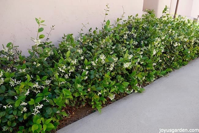 star jasmine in flower trained as a low hedge