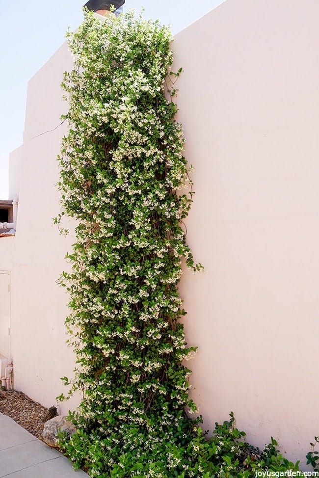 star jasmine in full flower trained to go up a wall there is star jasmine ground cover at the base