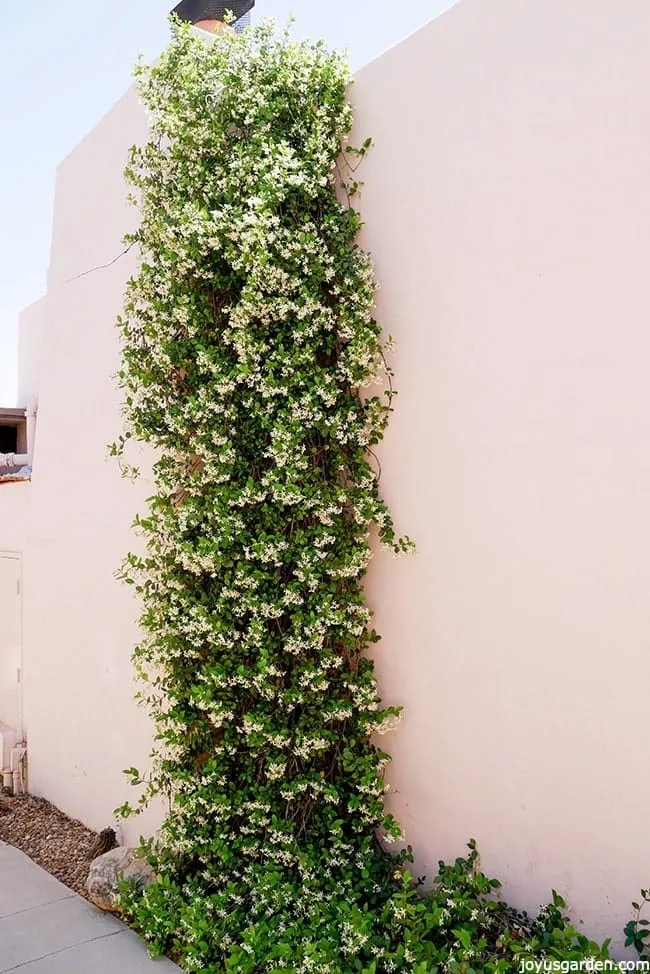 Star jasmine in full flower trained to go up a wall there is star jasmine ground cover at the base.