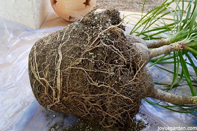 How To Transplant A Large Ponytail Palm