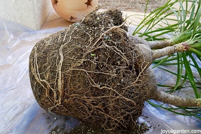 How To Transplant A Large Ponytail Palm