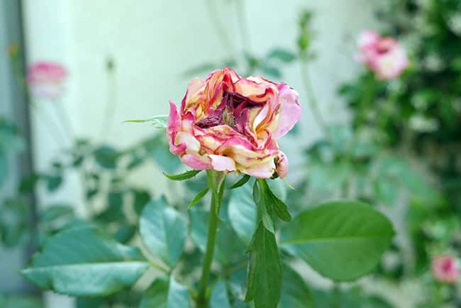 picture of a rose with flower thrips damage