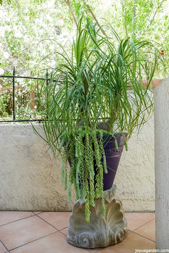 How To Transplant A Large Ponytail Palm