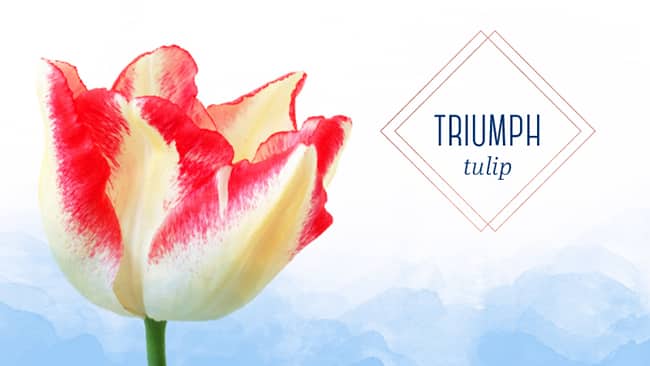 The gorgeous triumph tulip in full bloom types of tulips