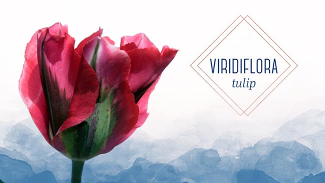 gorgeous viridiflora tulip