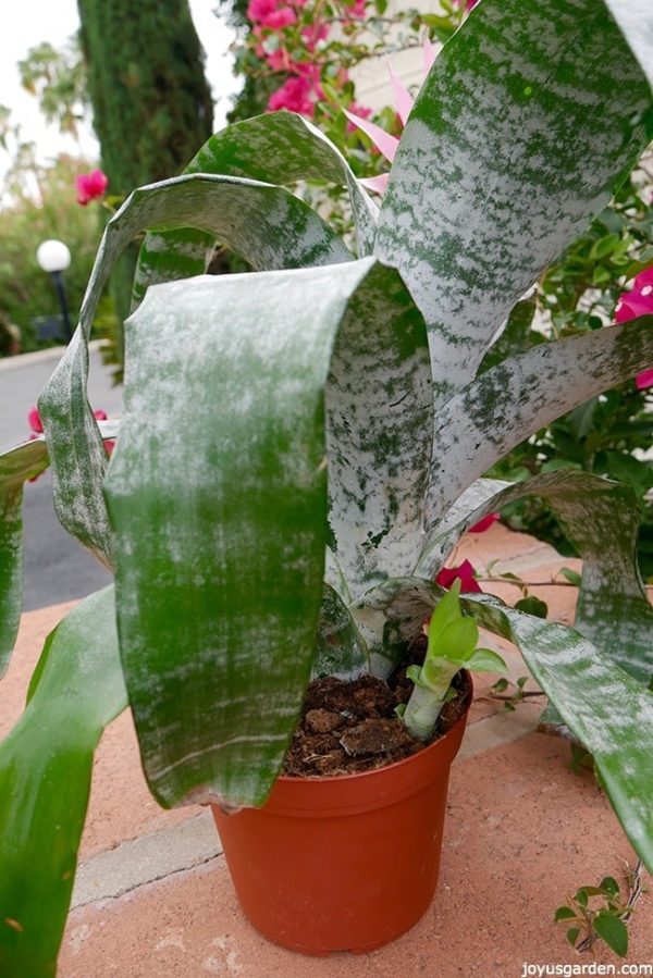an achmea bromeliad with a small bright green pup (baby) at the base