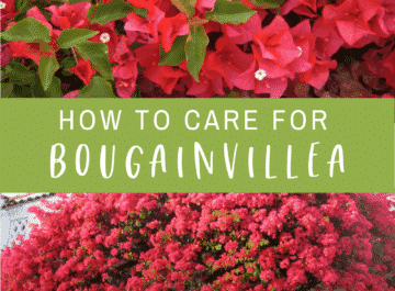 a collage with two pictures of pinkish red bougainvillea in full bloom, the text reads "How To Care For Bougainvillea" and "joyusgarden.com"