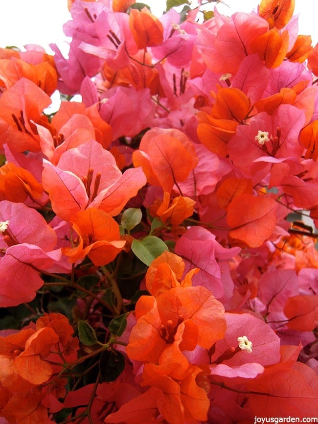 close up of orange & pink bougainvillea in full bloom