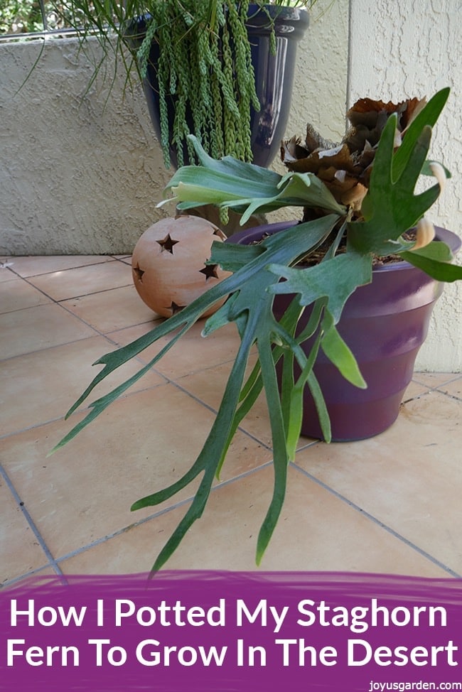 How I Potted My Staghorn Fern To Grow In The Desert
