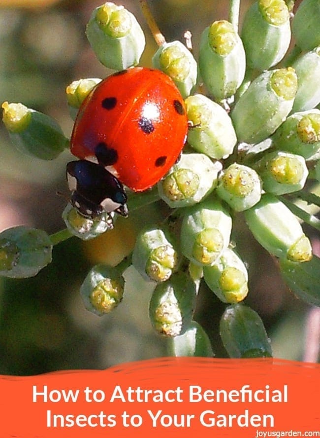 How to Attract Beneficial Insects to Your Garden