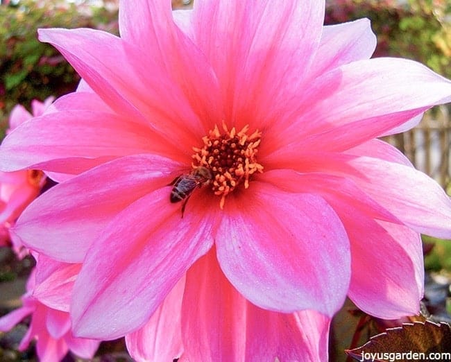 close up of a pink dahlia flower with a bee in the center 