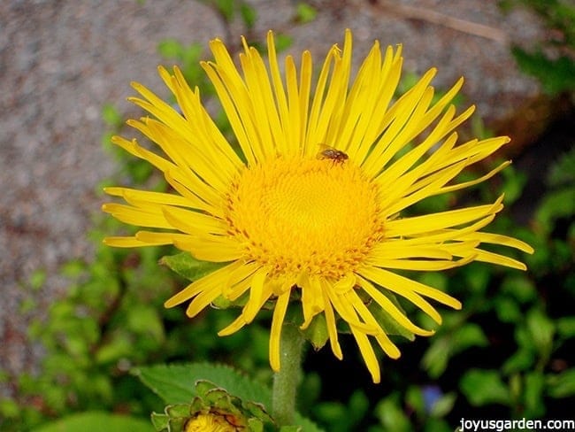 close up of a yellow daisy flowers with an insect on it