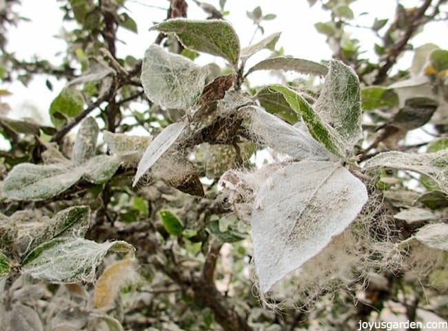 hibiscus plant badly infested with white flies the leaves are white & cottony