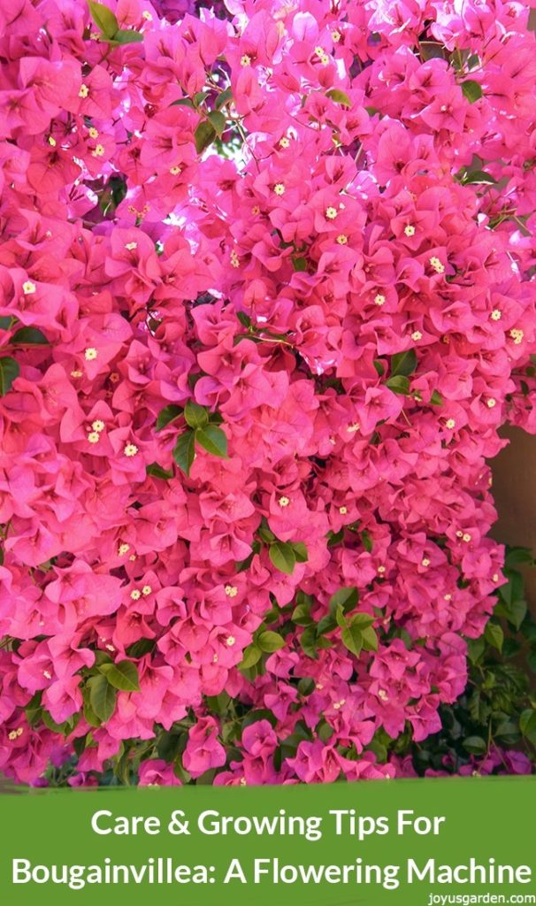 Close up of rose pink bougainvillea in full bloom. the text reads care & growing tips for bougainvillea: a flowering machine joyusgarden.com.