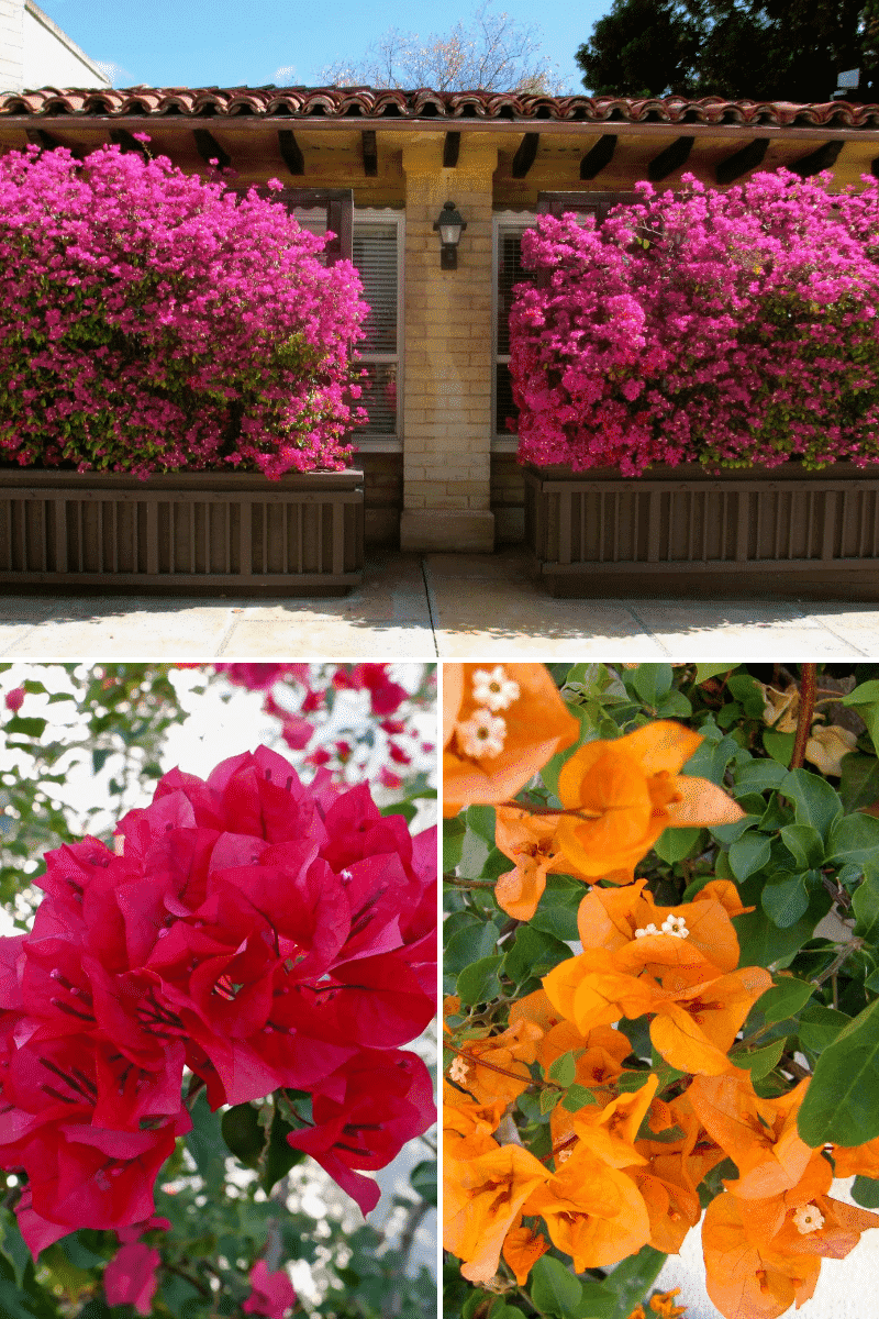Bougainvillea Care Growing Tips for this Flowering Machine