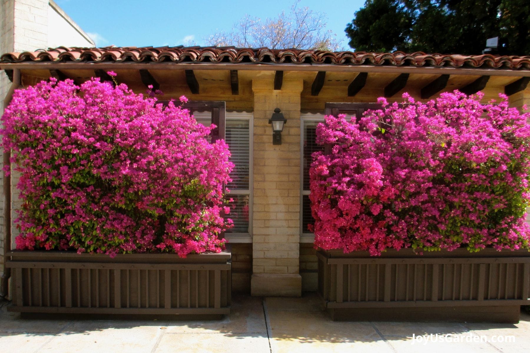 Two long patio planters with pink bougainvillea in full bloom.