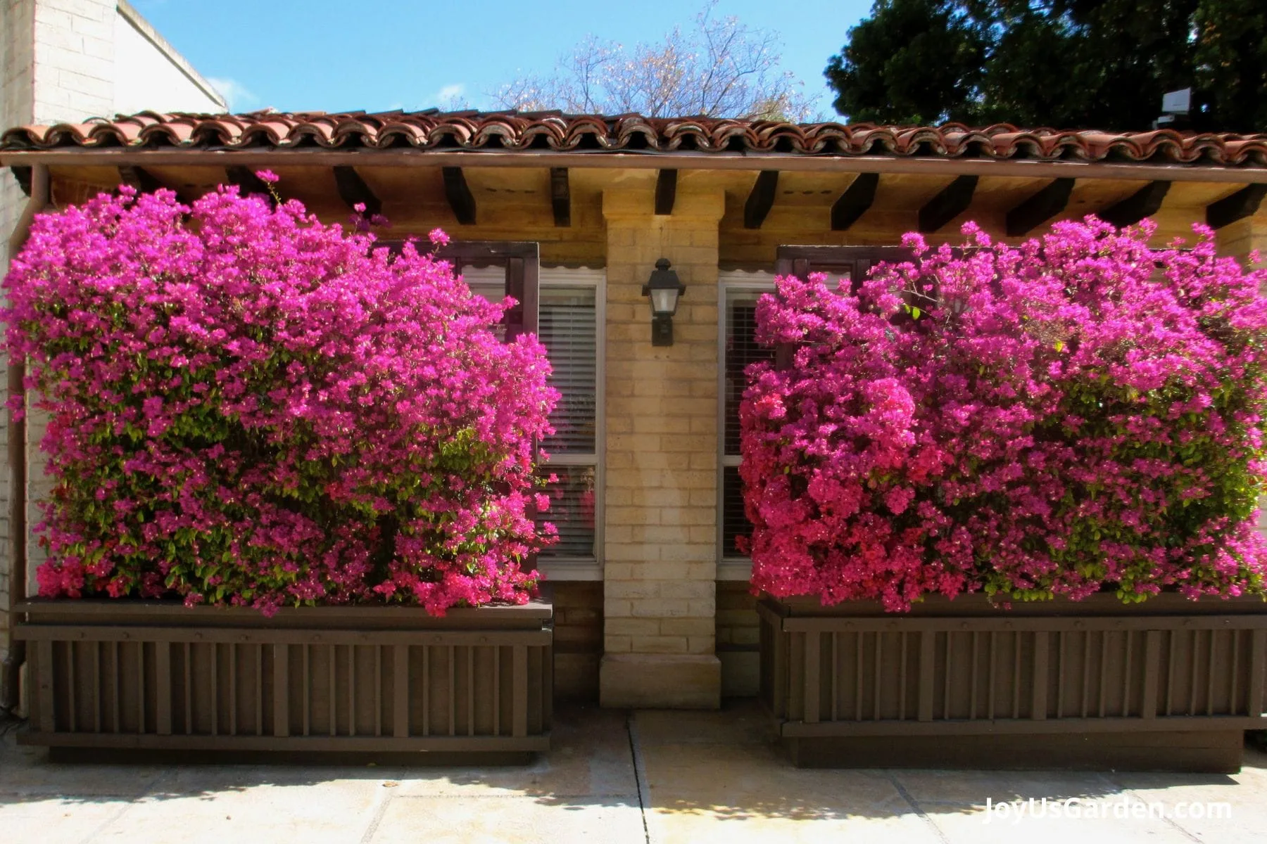 Two long patio planters with pink bougainvillea in full bloom.