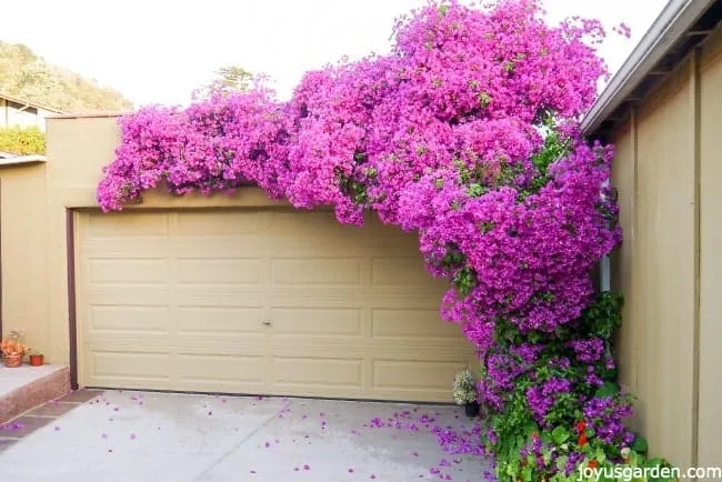 Bougainvillea growing in arch form over a garage. 
