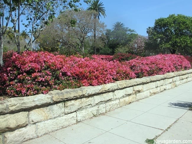 A long hedge of pink bougainvillea in full bloom growing along a sidewalk.