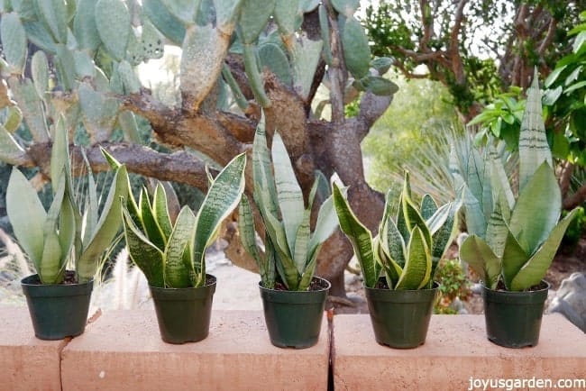 5 small snake plants sansevierias in grow pots sit on a wall with a large cactus in the back ground