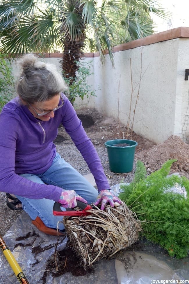 Dividing And Planting A Foxtail Fern