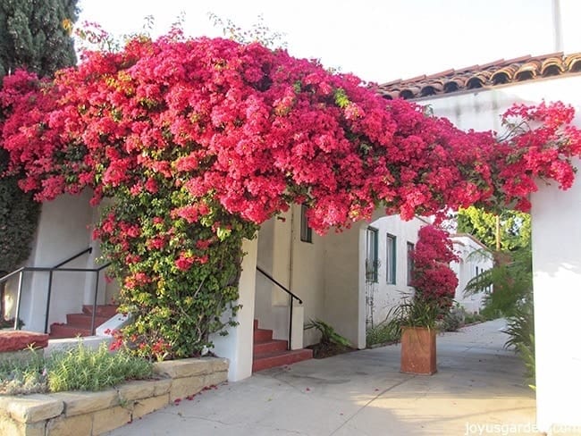 A large pinkish red bougainvillea in full bloom grows up & over a doorway.