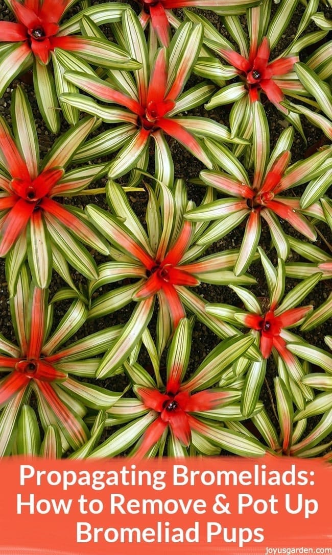 looking down on colorful neoregelia bromeliads lined up at the nursery below a graphic reads How to Remove & Pot Up Bromeliad Pups