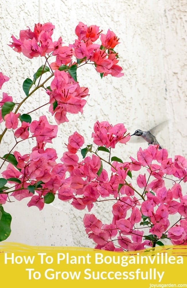 a hummingbird feeds off a pink bougainvillea in full bloom against a white wall. the text reads how to plant bougainvillea to grow successfully: the most important thing to know