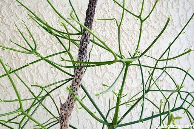 close up of the small leaves on a pencil cactus