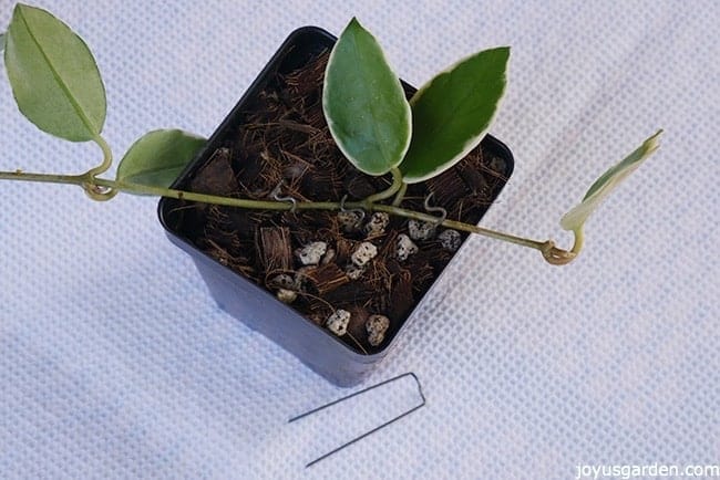 a hoya stem with leaves pinned down on top of a small grow pot with succulent mix