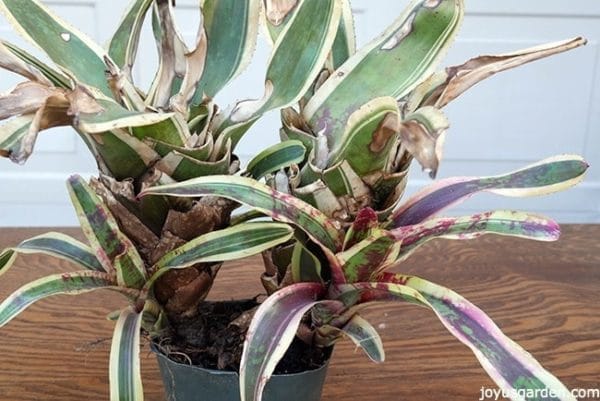 un bromélia avec un chiot sur le côté, la plante a l'air stressée et ses feuilles sont brunes