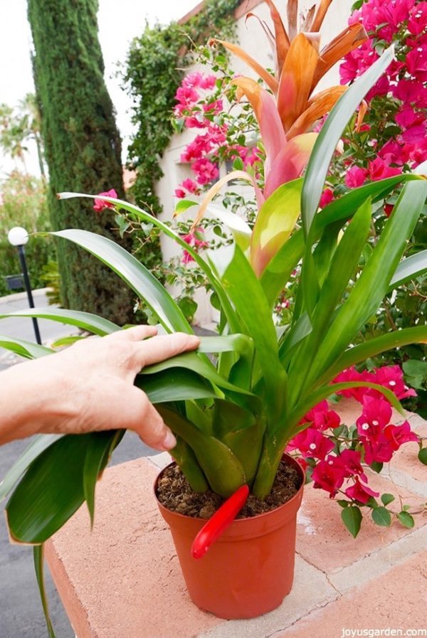 a guzmania bromeliad with two pups, nell has stuck a gardening knife between them to separate one of the pups from the mother plant