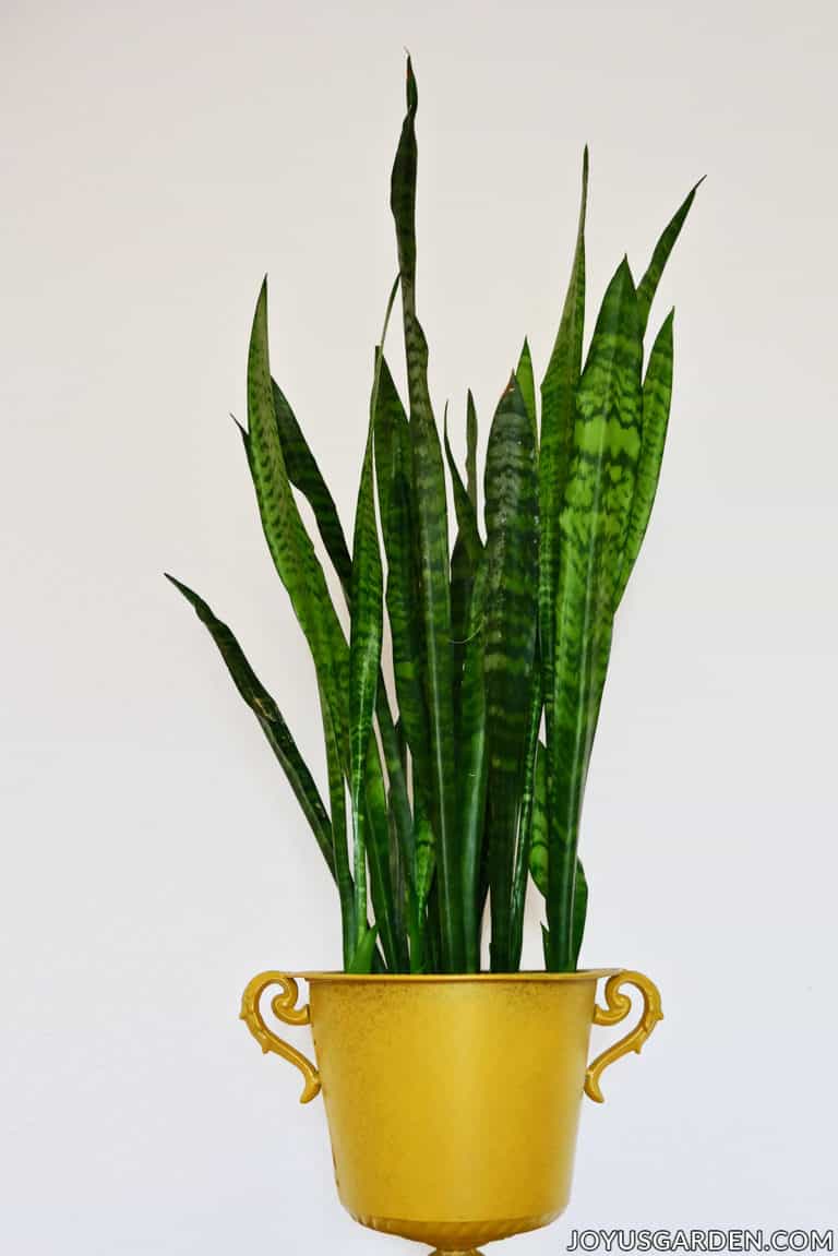 Snake Plant Care: How to Grow this Diehard Houseplant