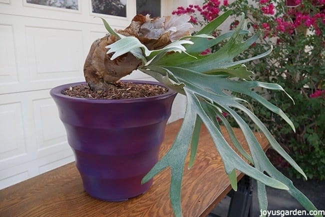 How I Potted My Staghorn Fern To Grow In The Desert