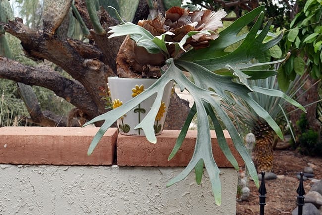 How I Potted My Staghorn Fern To Grow In The Desert