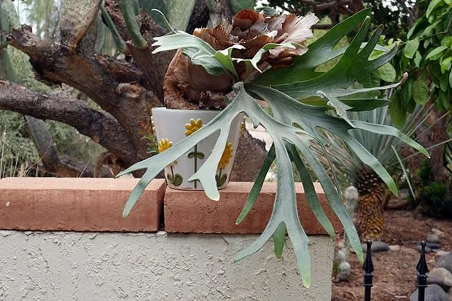 How I Potted My Staghorn Fern To Grow In The Desert