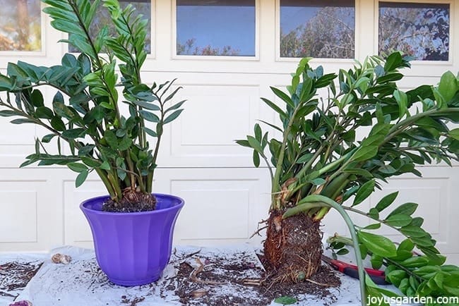 2 ZZ Plants have been divided from 1 plant. 1 ZZ Plant is in a purple pot & the other ZZ Plant shows the root ball