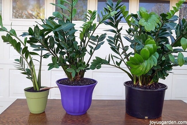 3 ZZ Plants have been divided from 1 plant. The smallest ZZ Plant is in a light green pot, the medium sized ZZ Plant is in a purple pot & the largest ZZ Plant is in a black pot