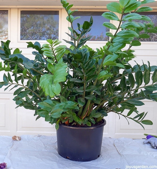 A very large ZZ Plant in a black grow pot sits on a work table outdoors