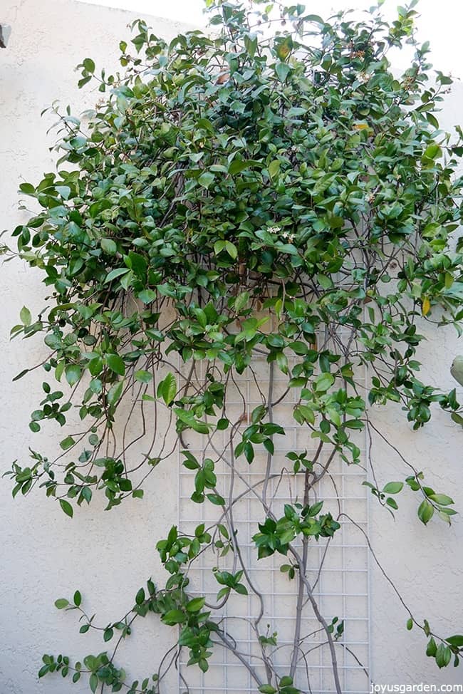 big jasmine star vine growing on a trellis this plant needs pruning it has no flowers left